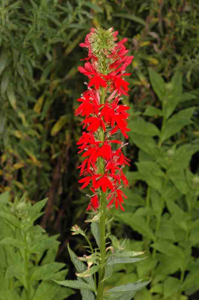 lobelia